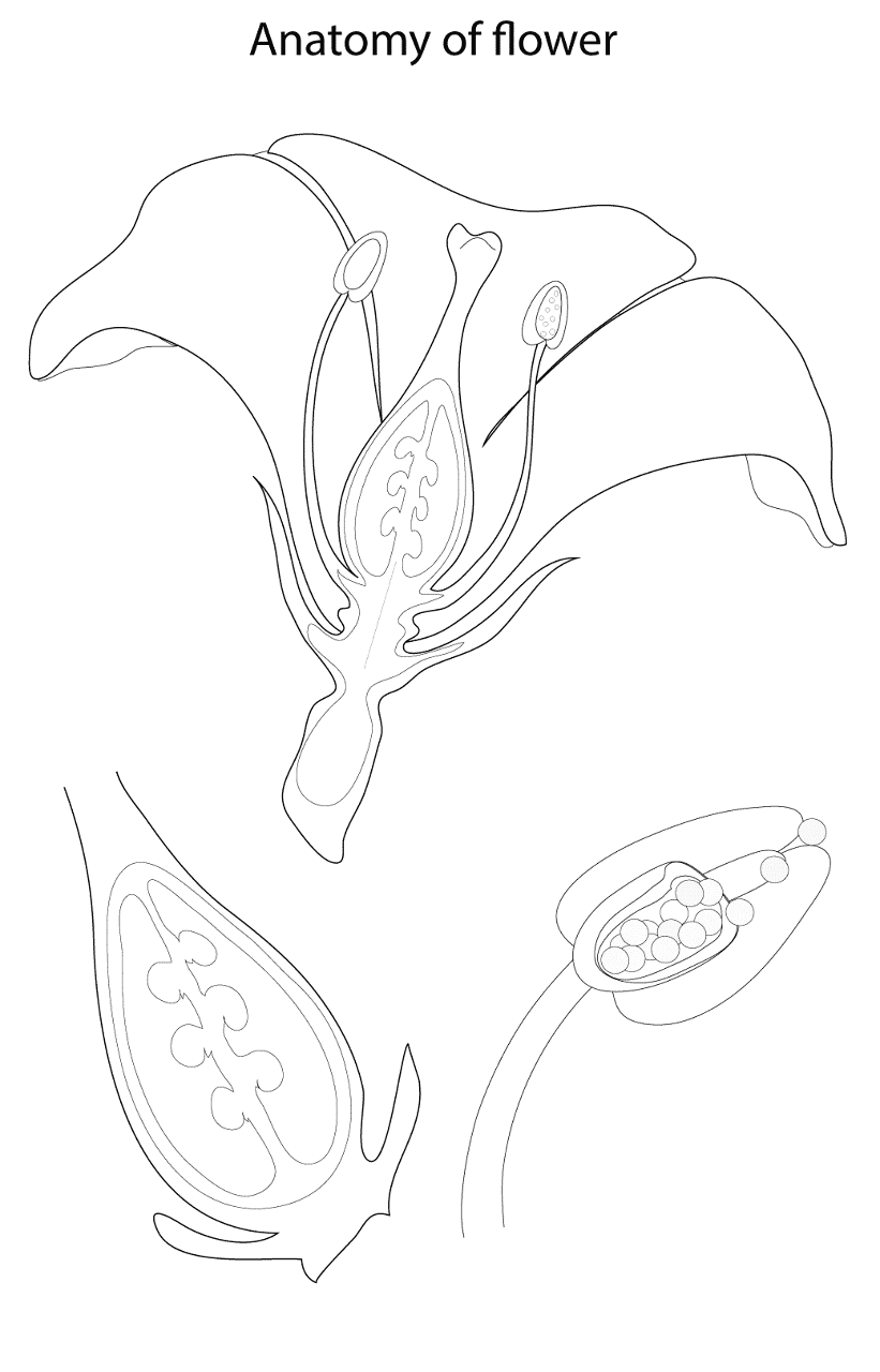 Desenho de Geral para colorir