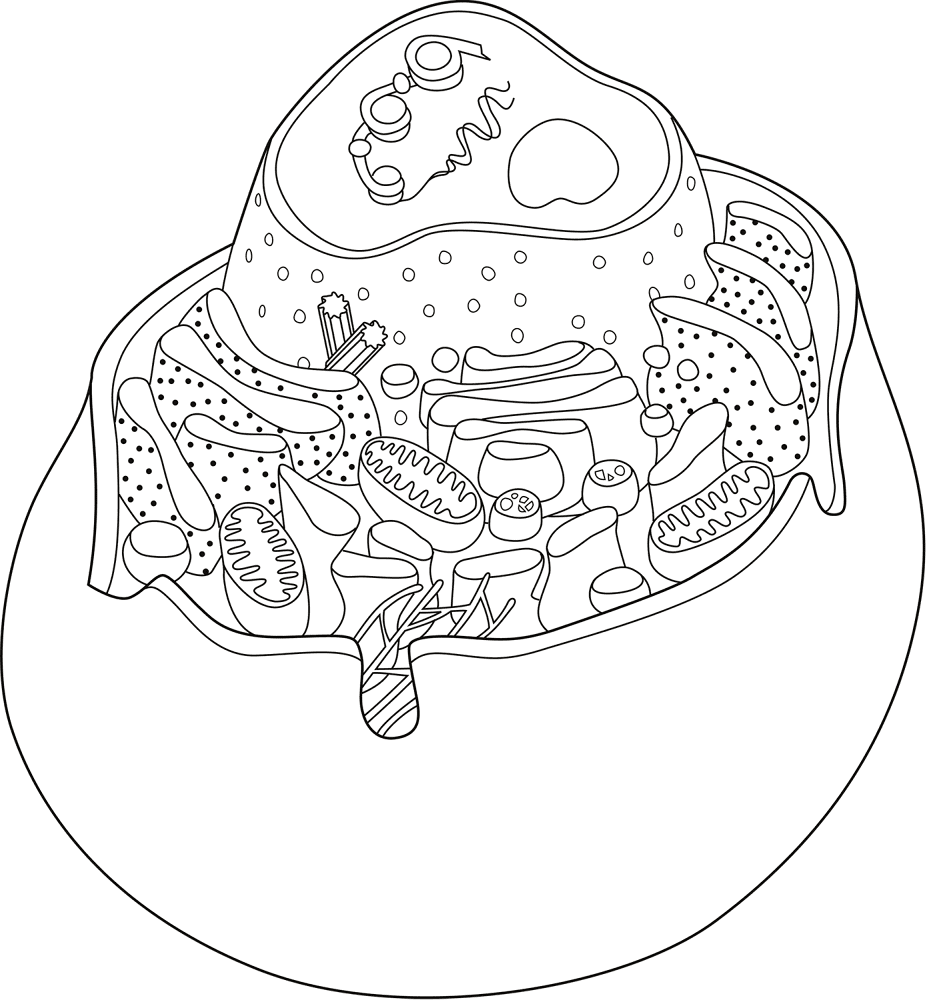 Desenho de Geral para colorir