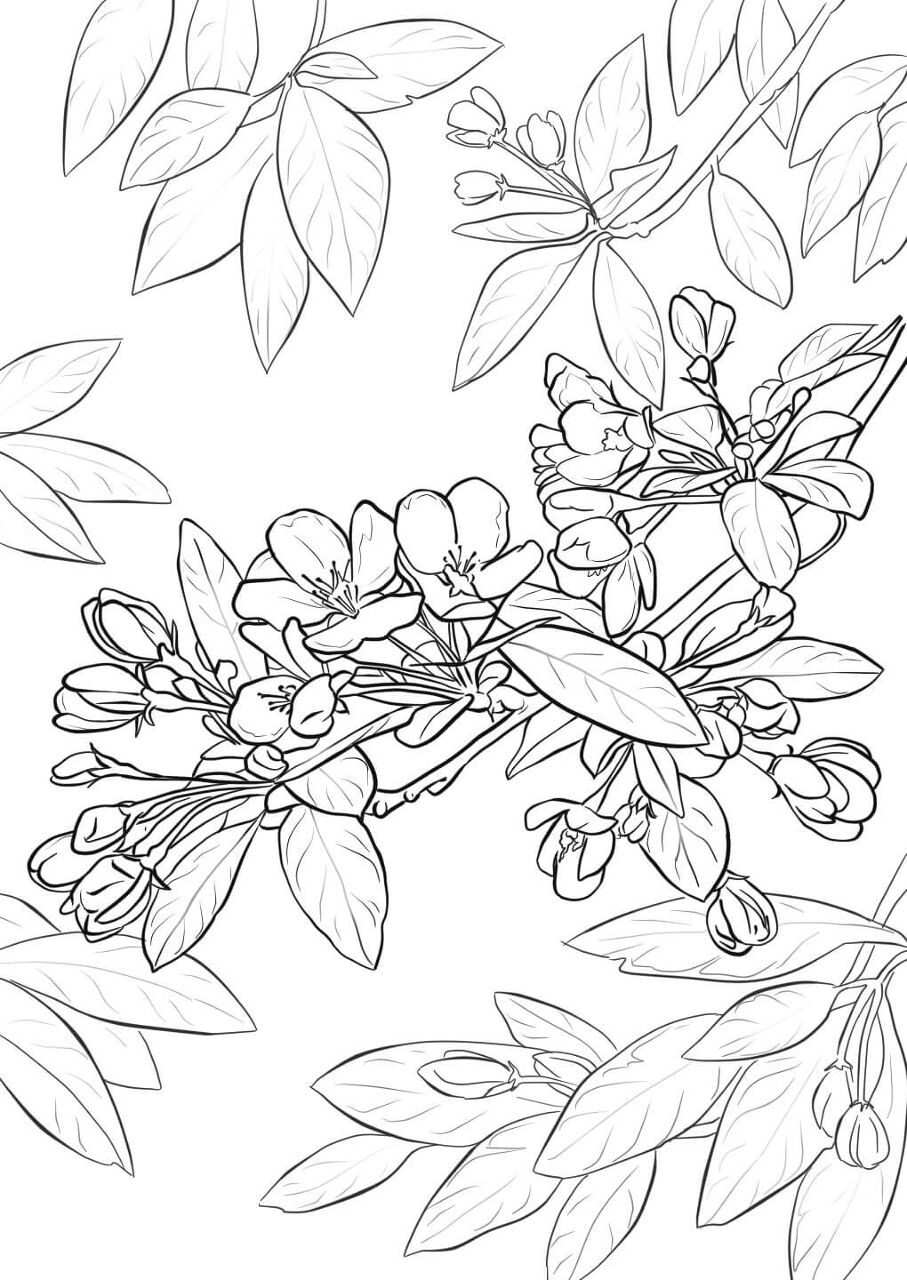 Desenho de Geral para colorir