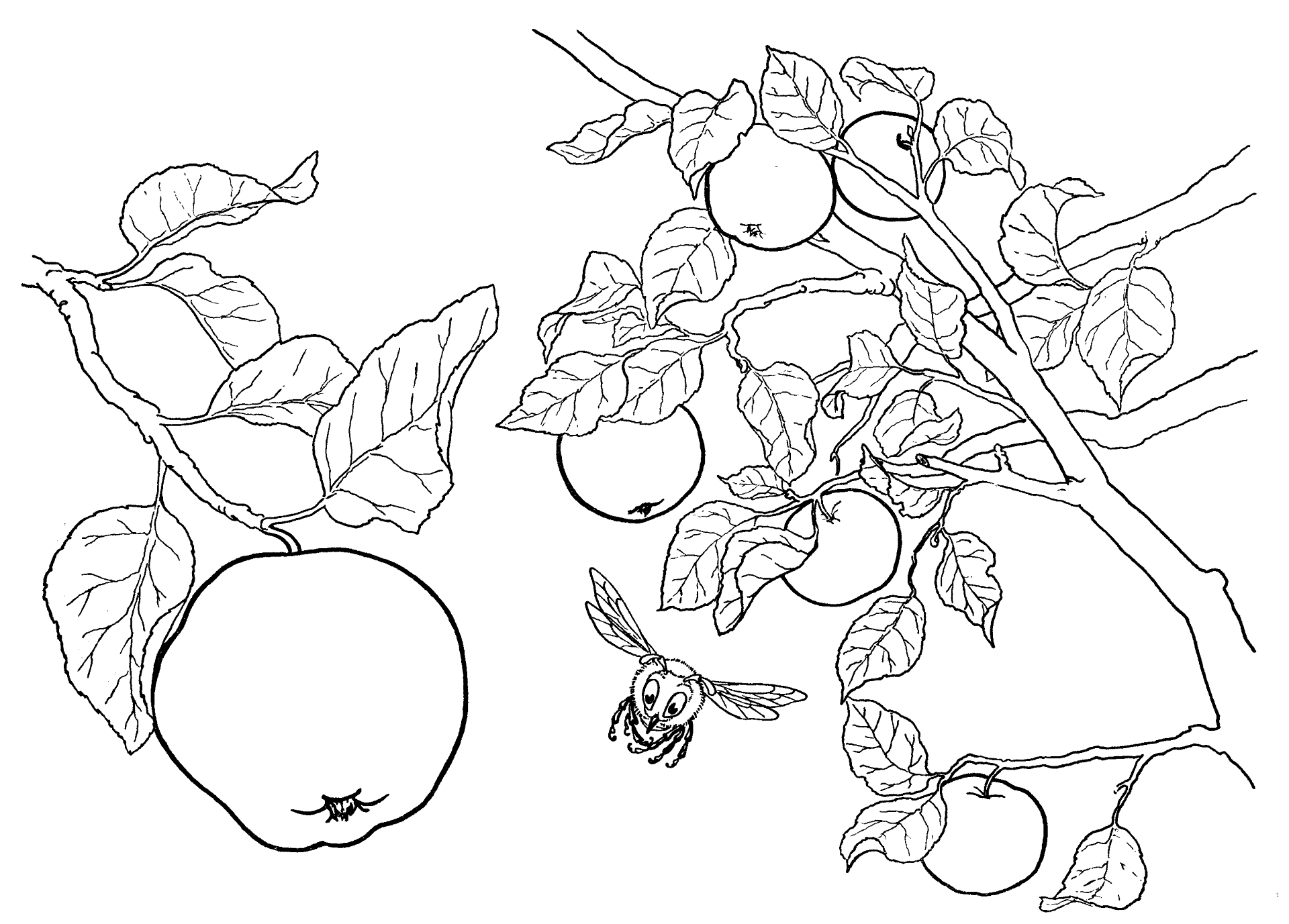 Desenho de Geral para colorir