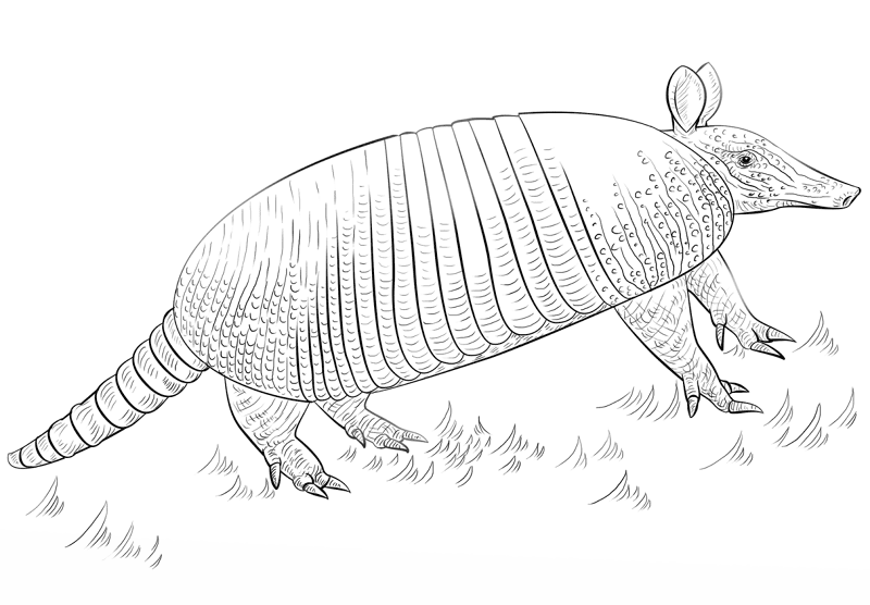 Desenho de Geral para colorir