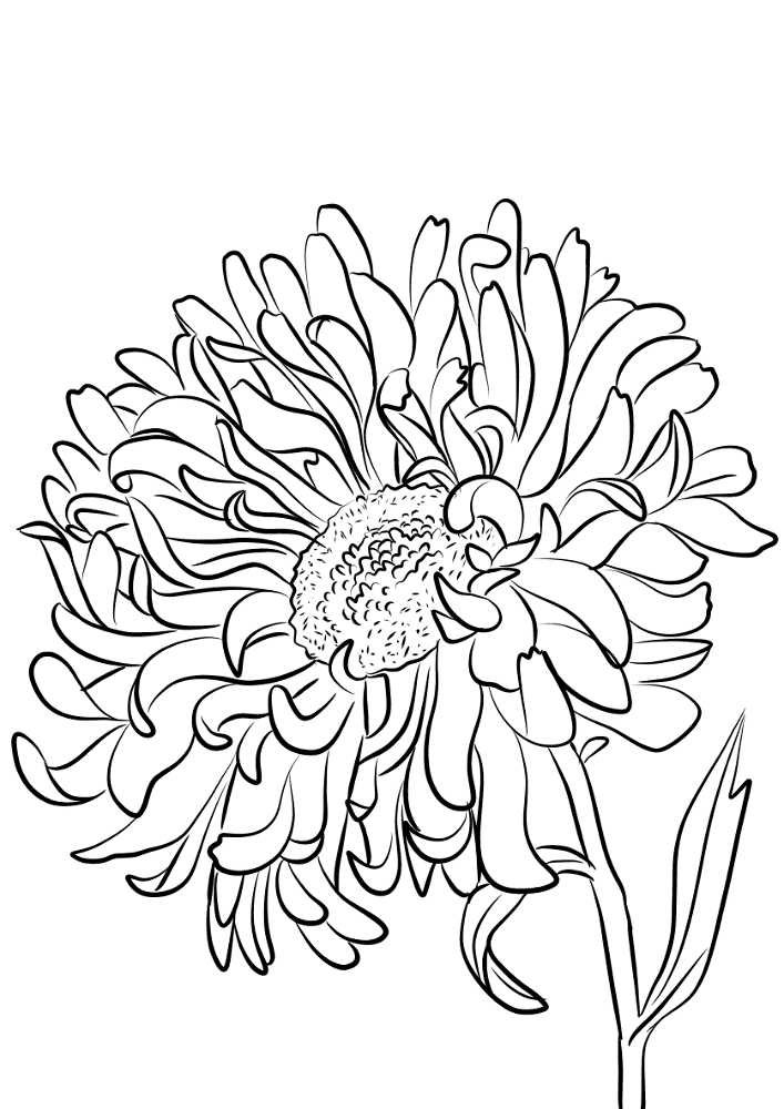 Desenho de Geral para colorir