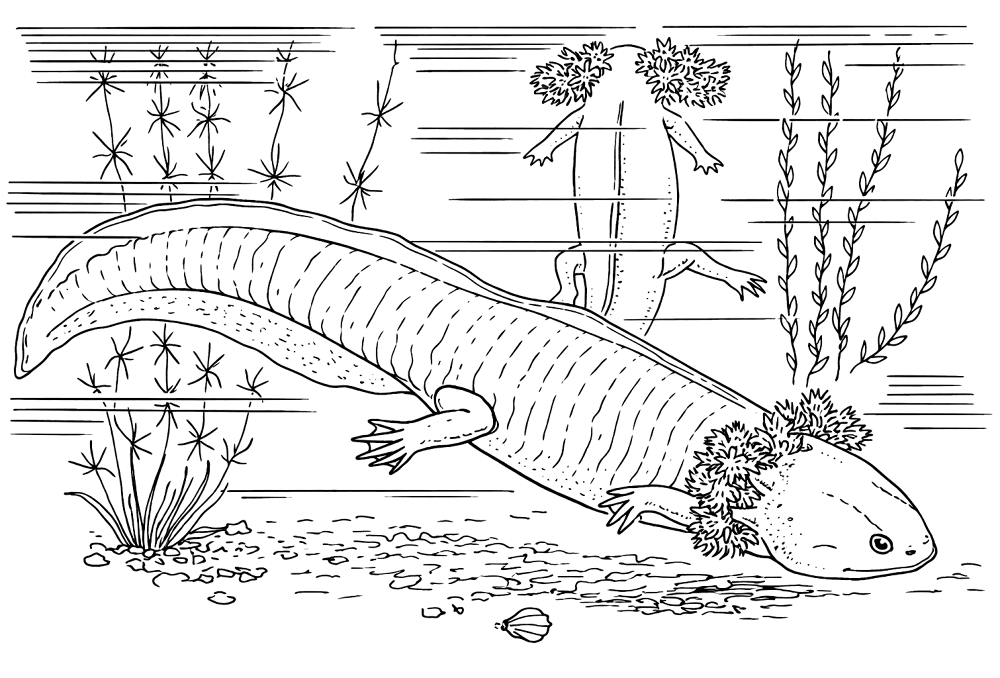 Desenho de Geral para colorir