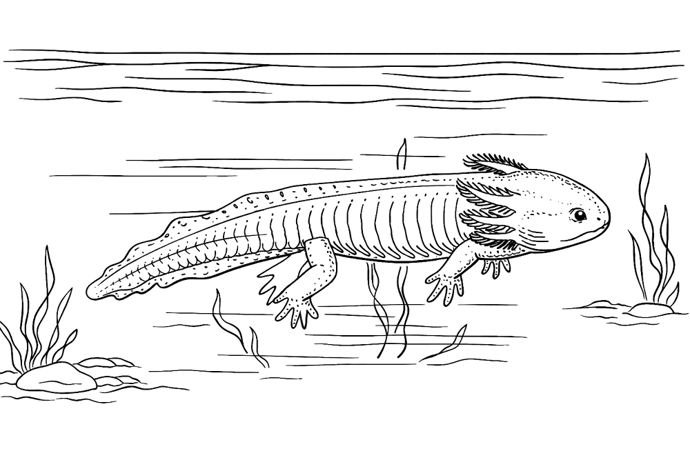 Desenho de Geral para colorir