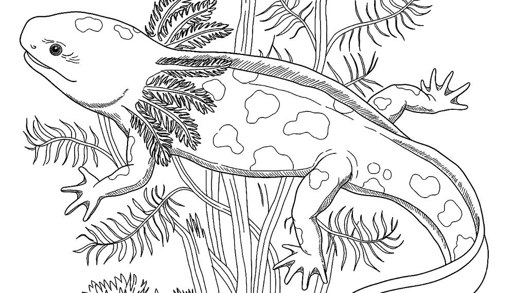 Desenho de Geral para colorir