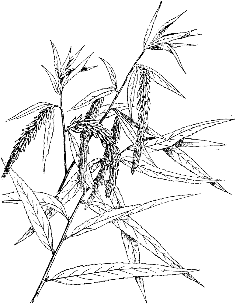 Desenho de Geral para colorir