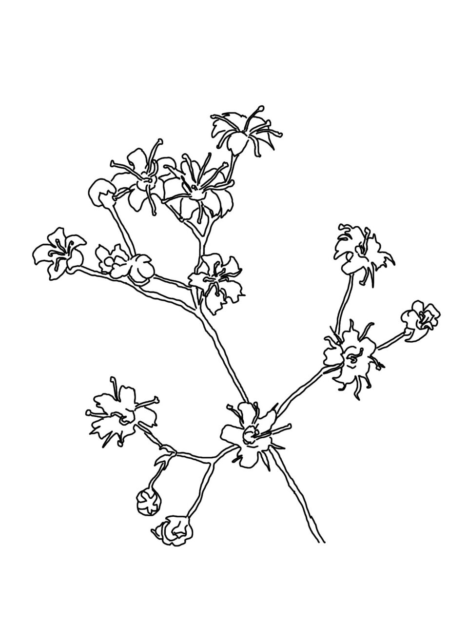 Desenho de Geral para colorir
