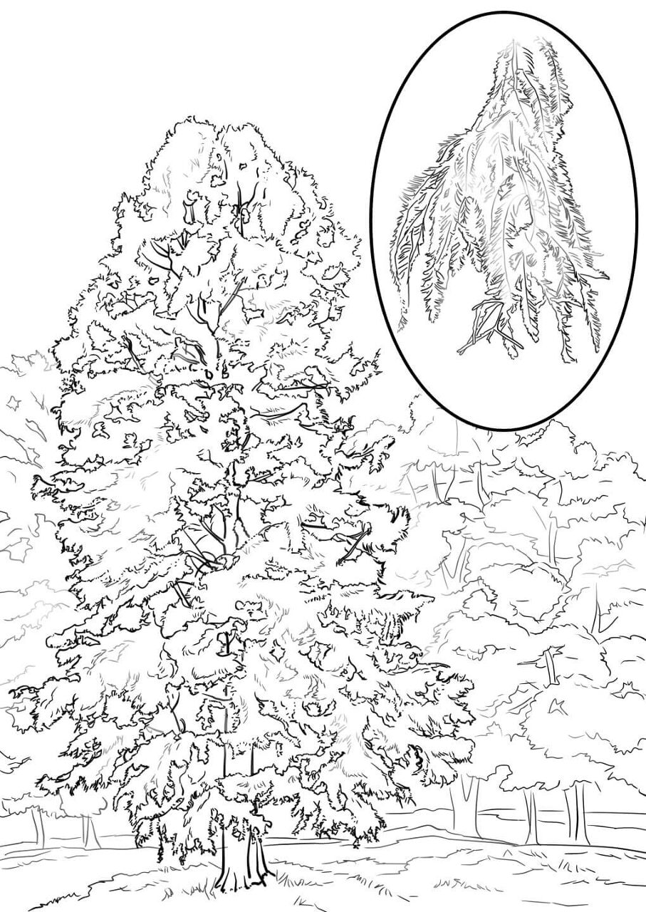 Desenho de Geral para colorir