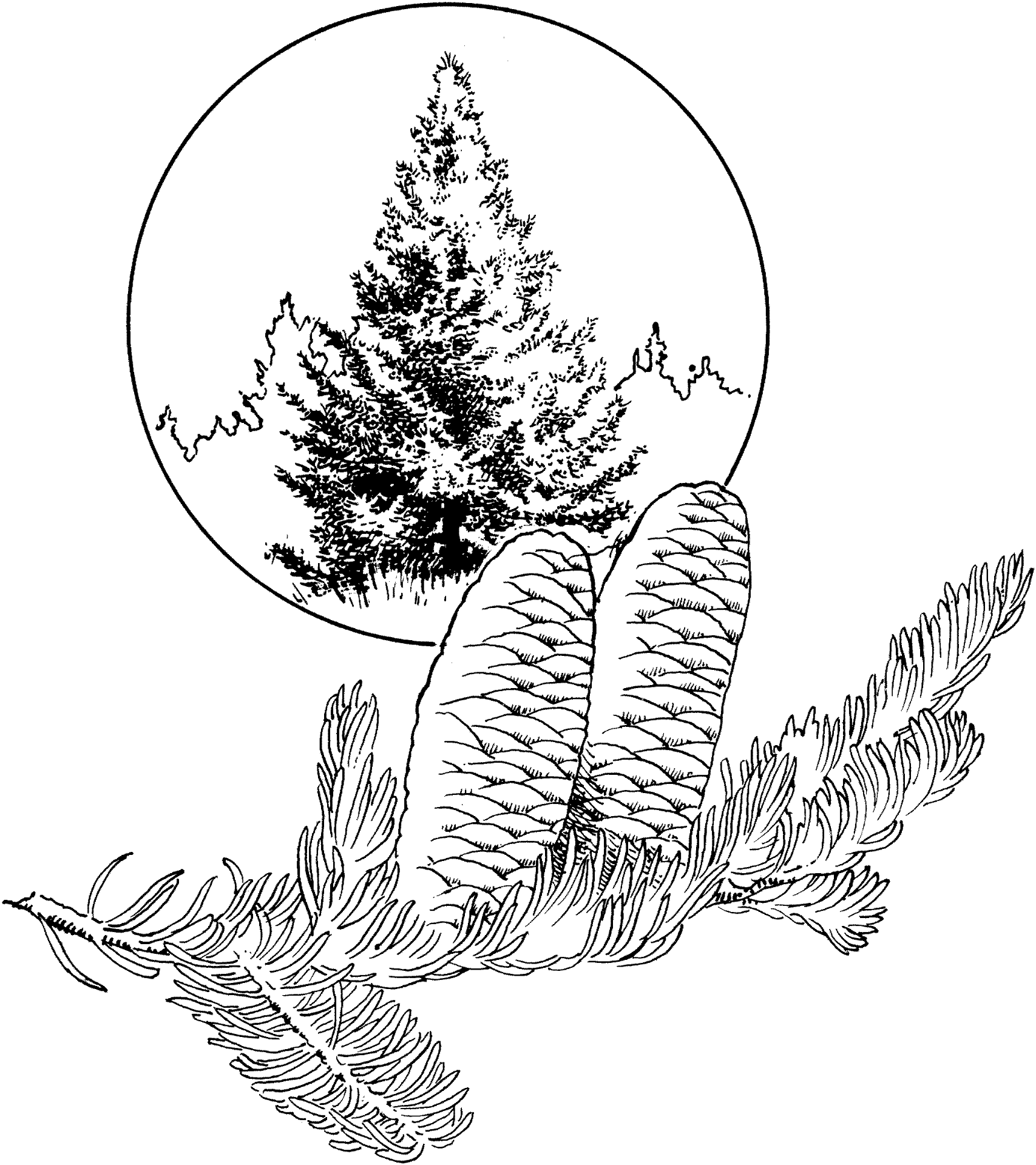 Desenho de Geral para colorir
