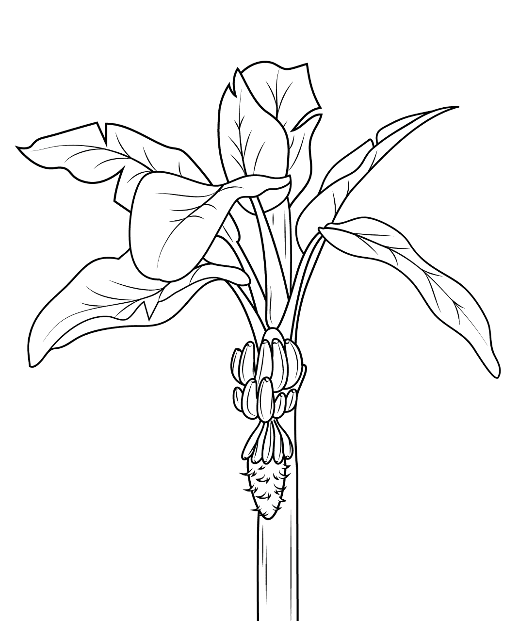 Desenho de Geral para colorir