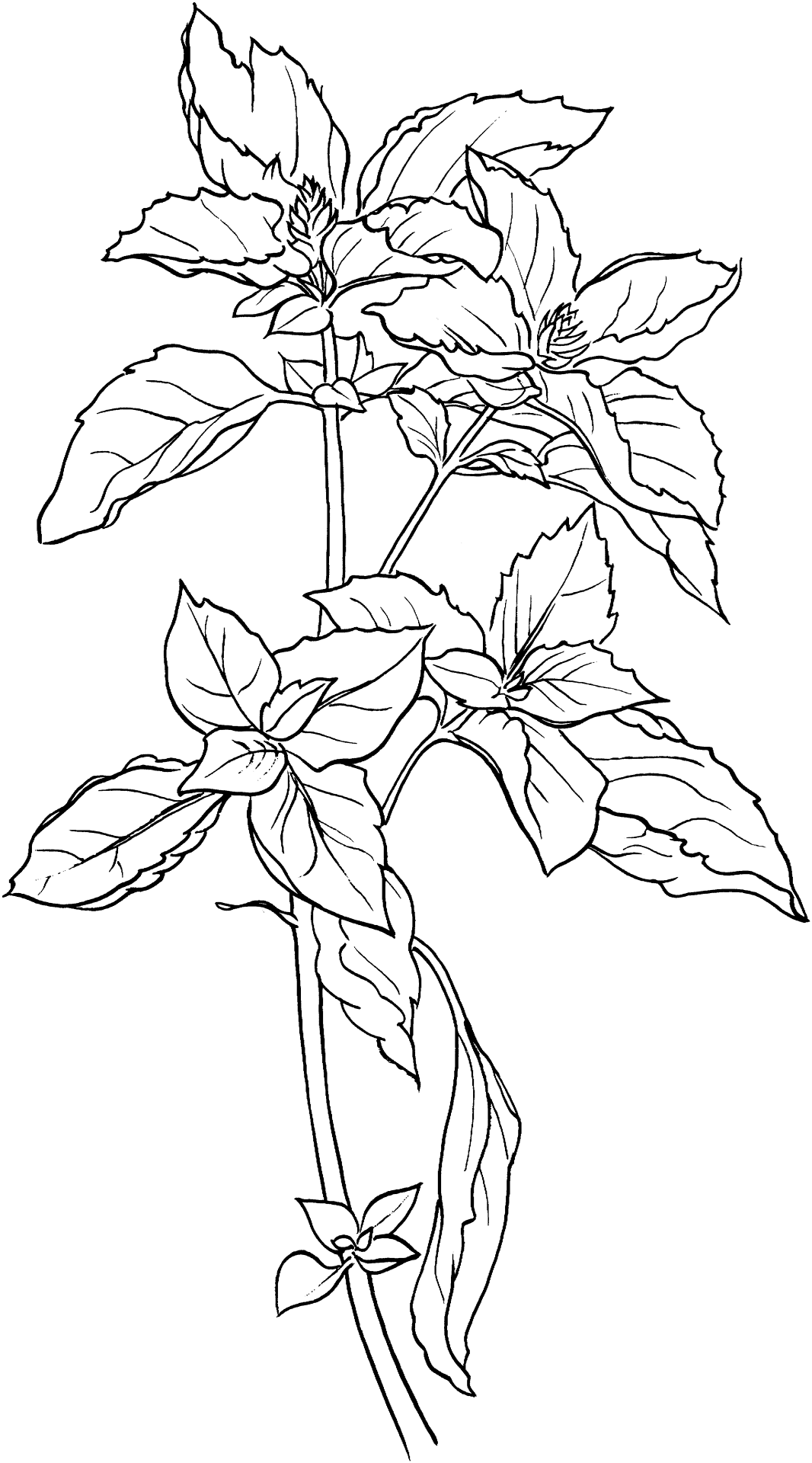 Desenho de Geral para colorir
