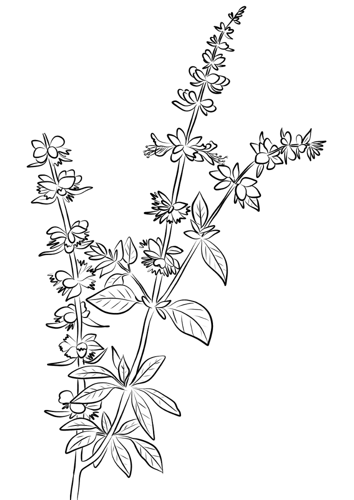 Desenho de Geral para colorir