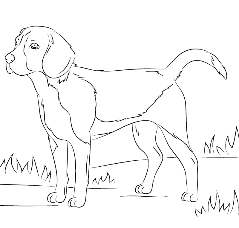 Desenho de Geral para colorir