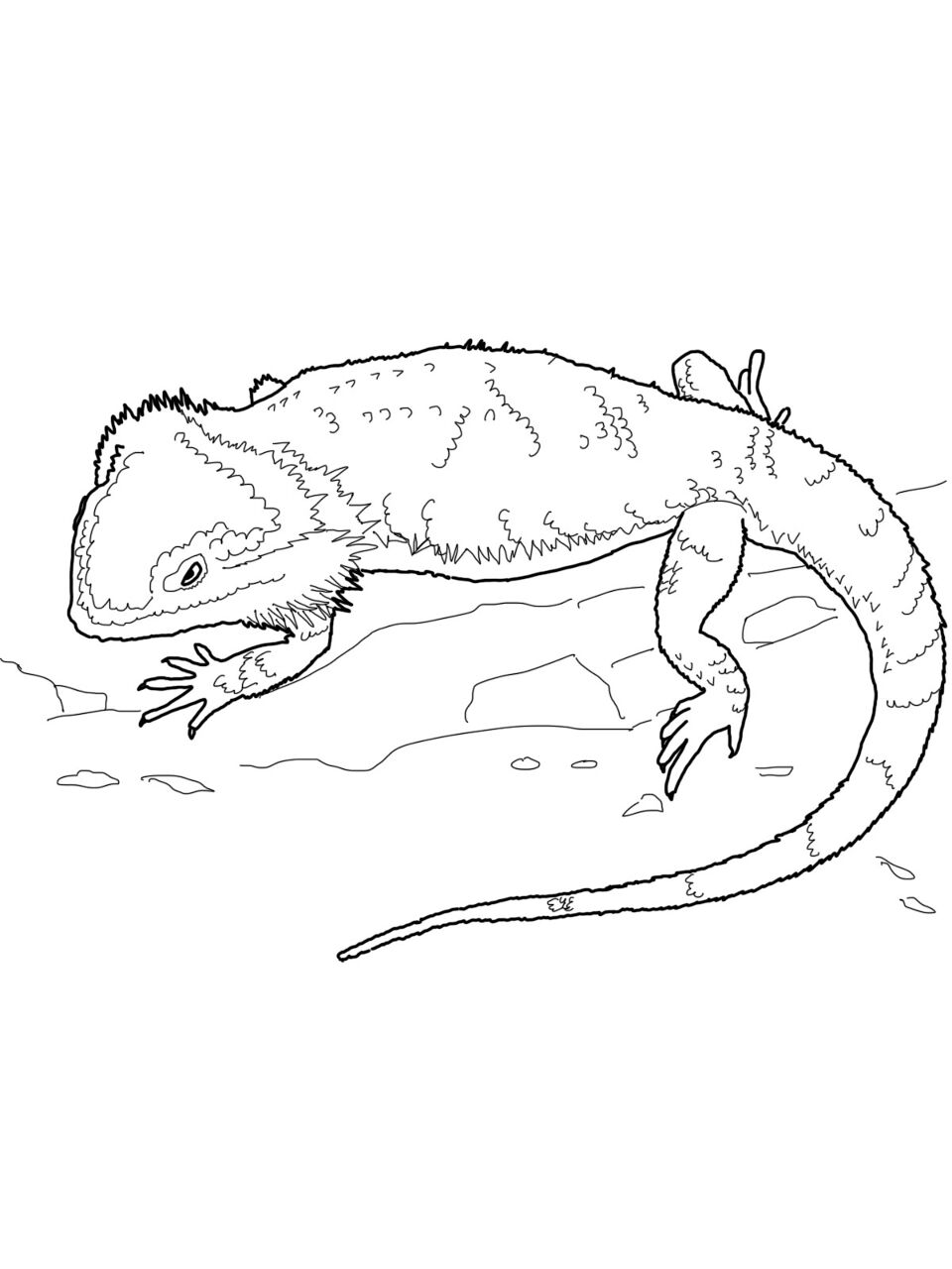 Desenho de Geral para colorir