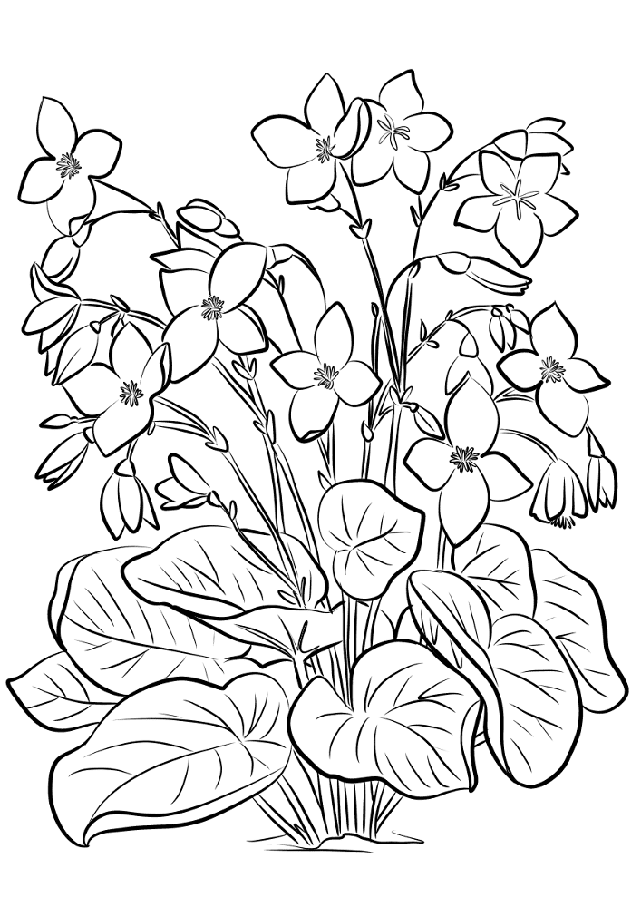 Desenho de Geral para colorir