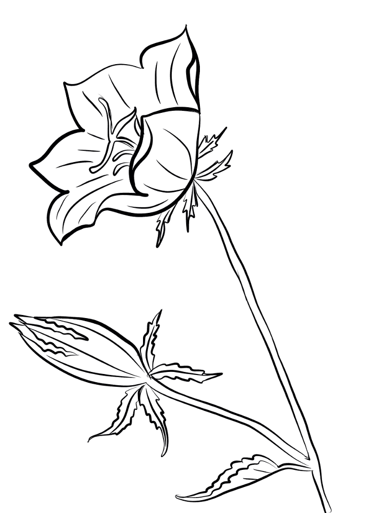 Desenho de Geral para colorir