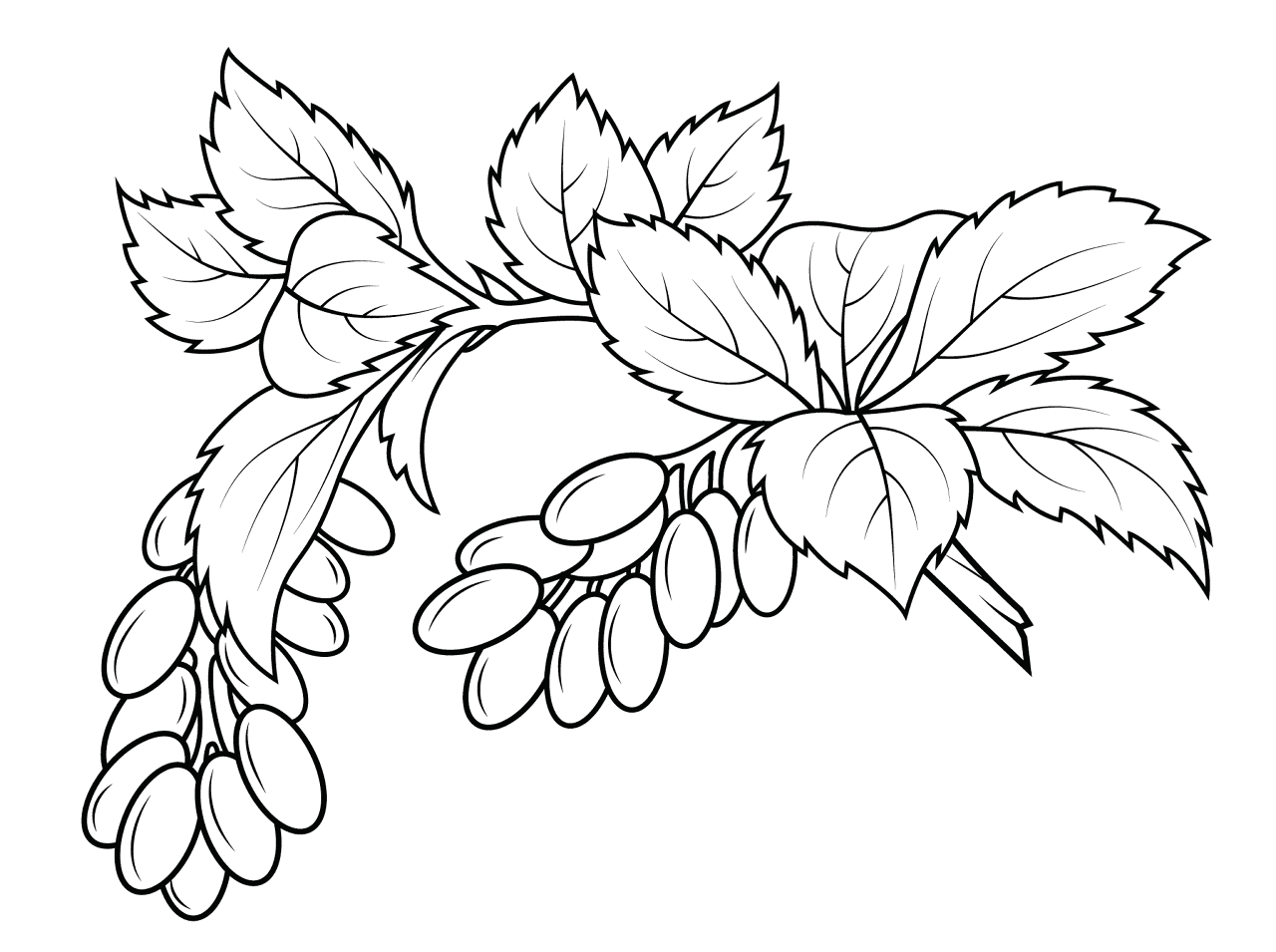 Desenho de Geral para colorir