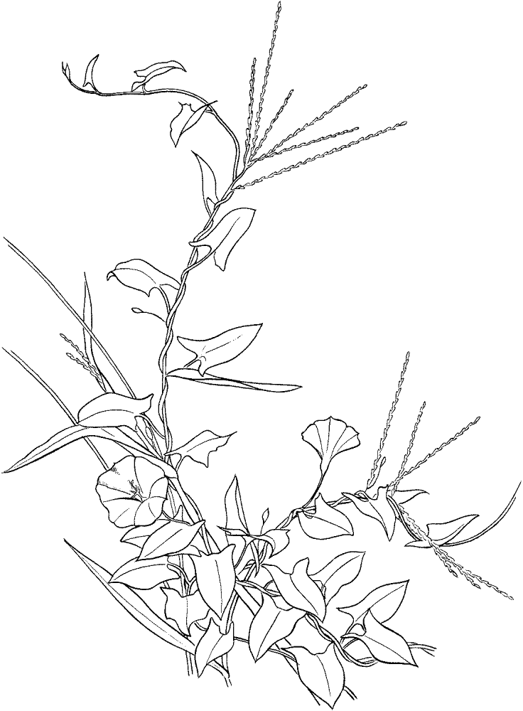 Desenho de Geral para colorir