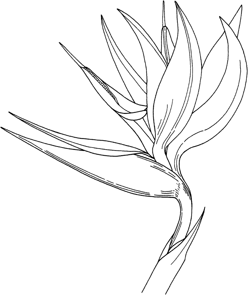 Desenho de Geral para colorir