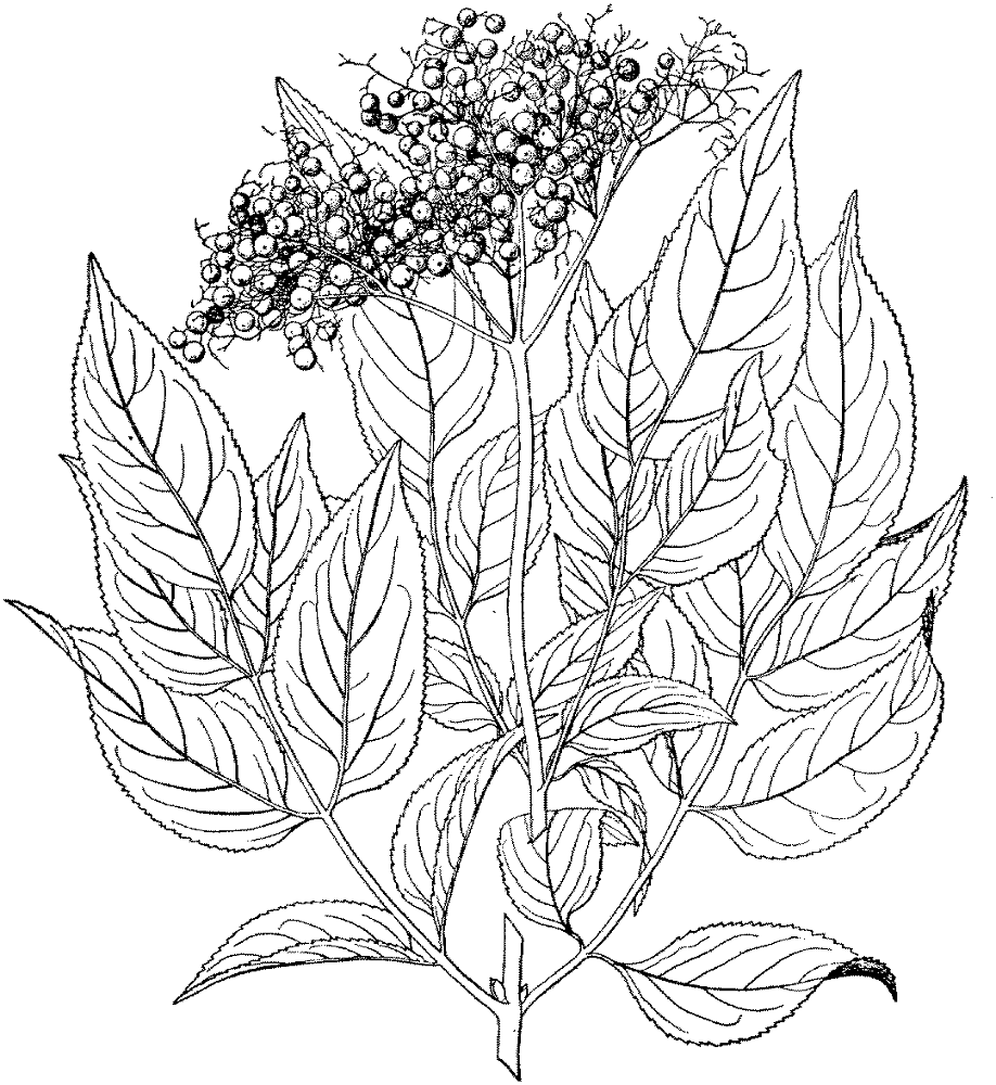 Desenho de Geral para colorir