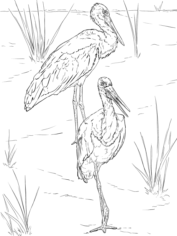 Desenho de Geral para colorir