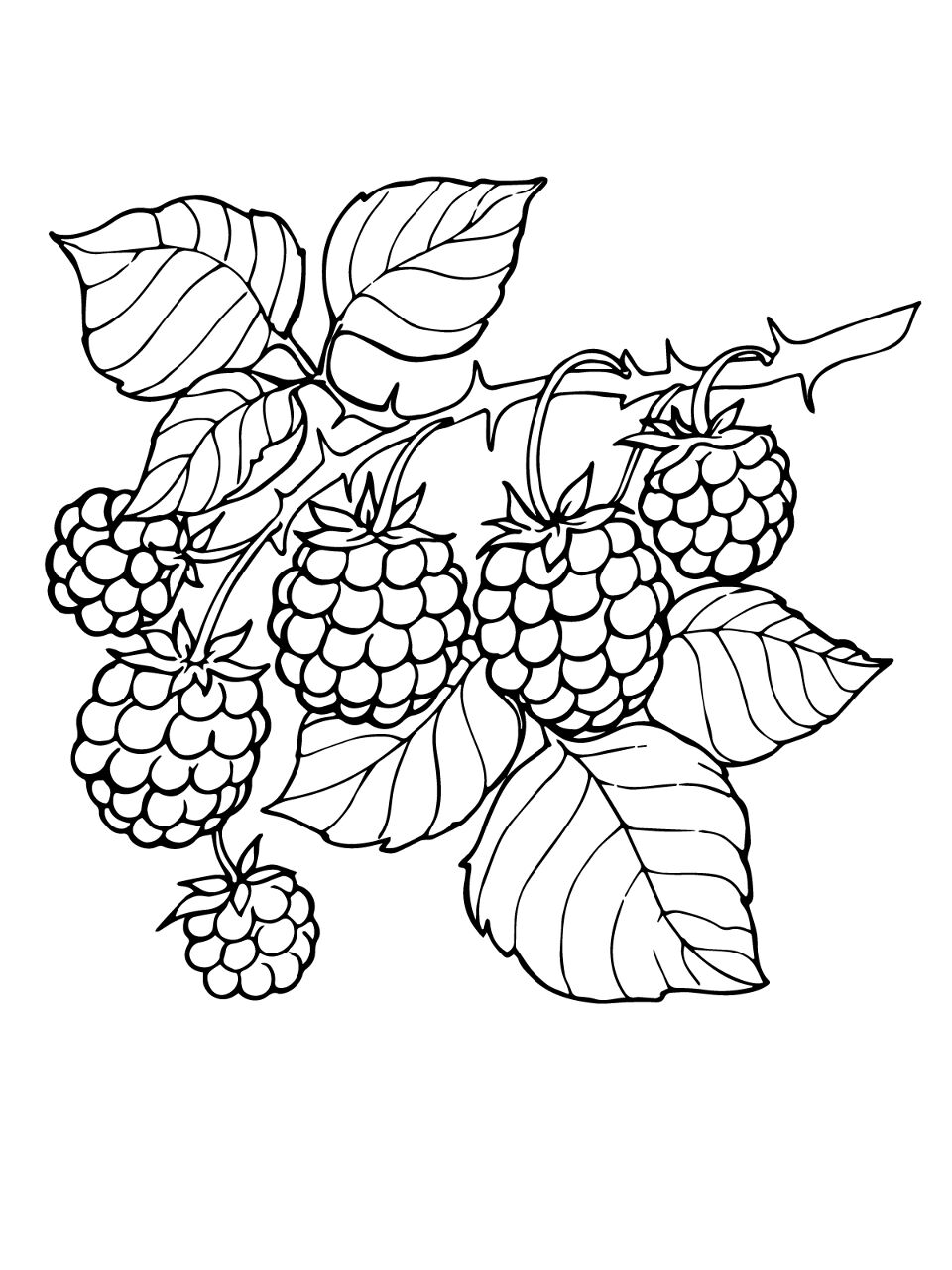 Desenho de Geral para colorir