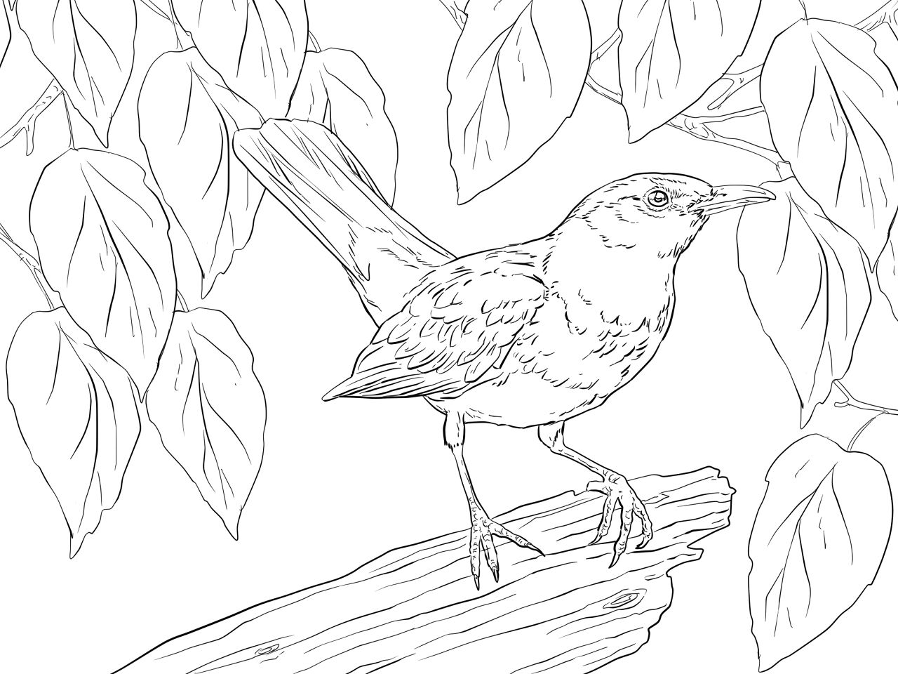 Desenho de Geral para colorir