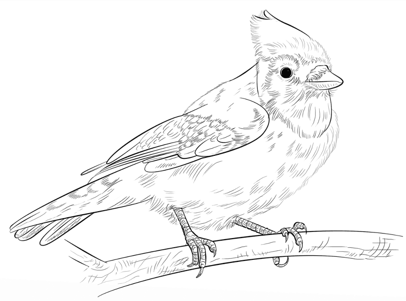 Desenho de Geral para colorir