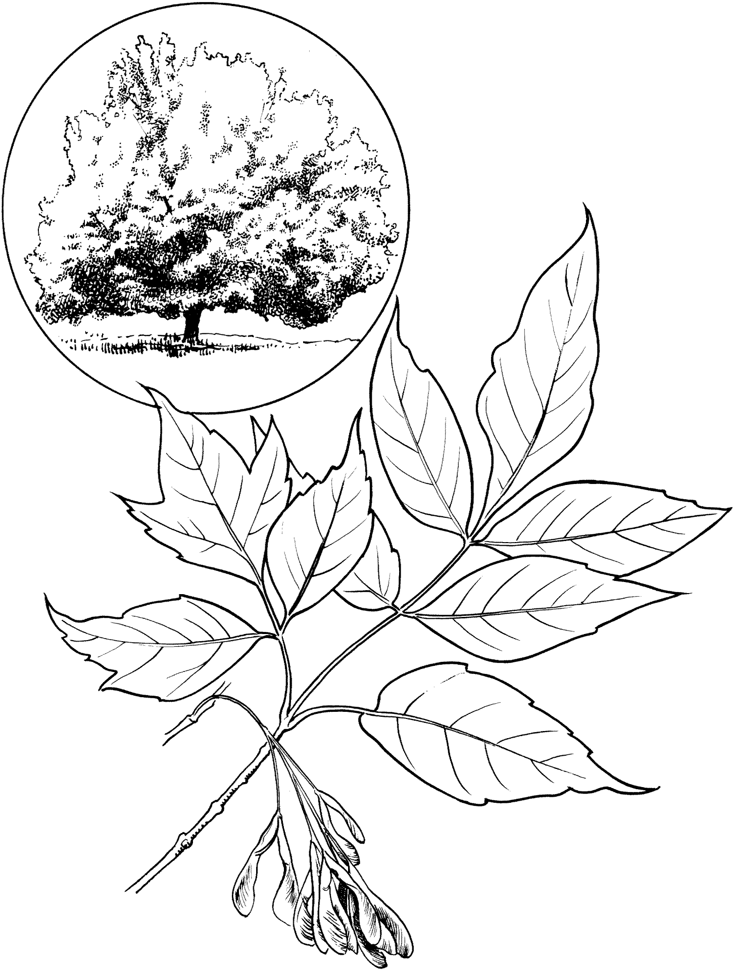 Desenho de Geral para colorir