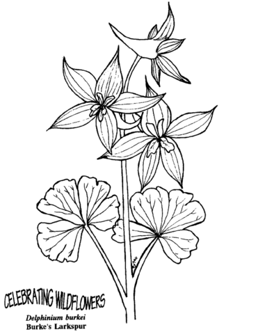 Desenho de Geral para colorir
