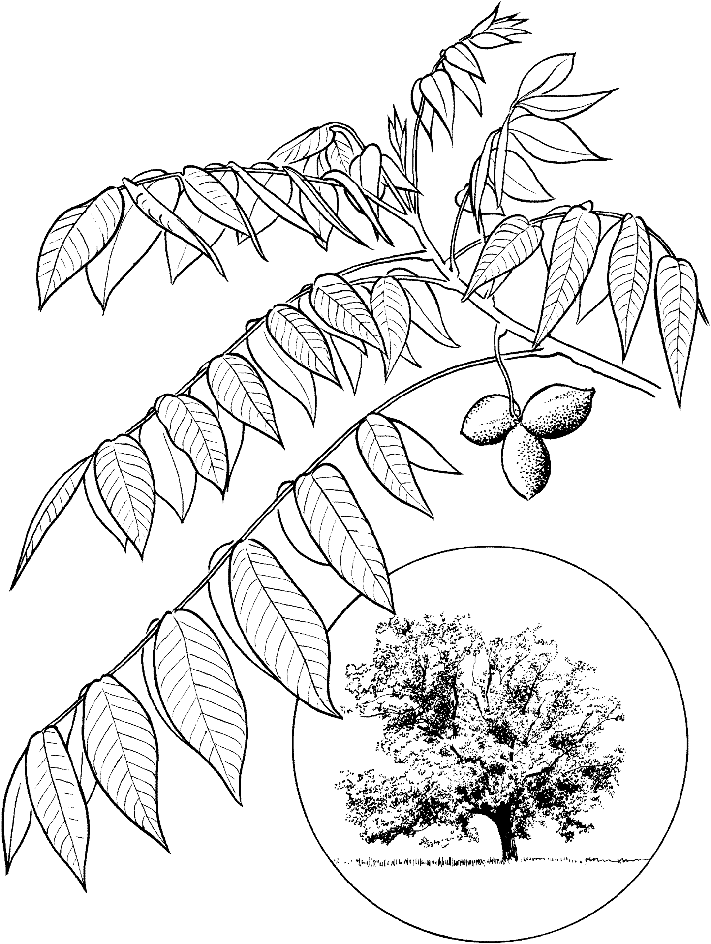 Desenho de Geral para colorir