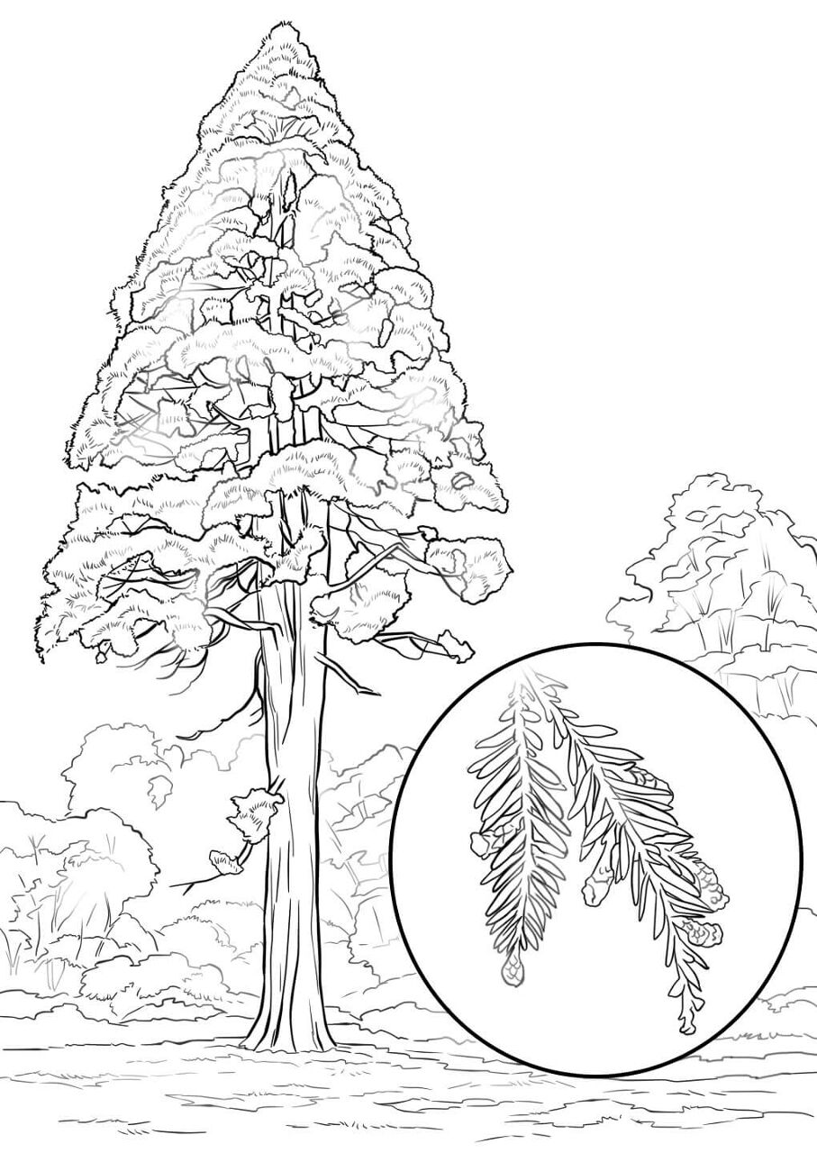 Desenho de Geral para colorir