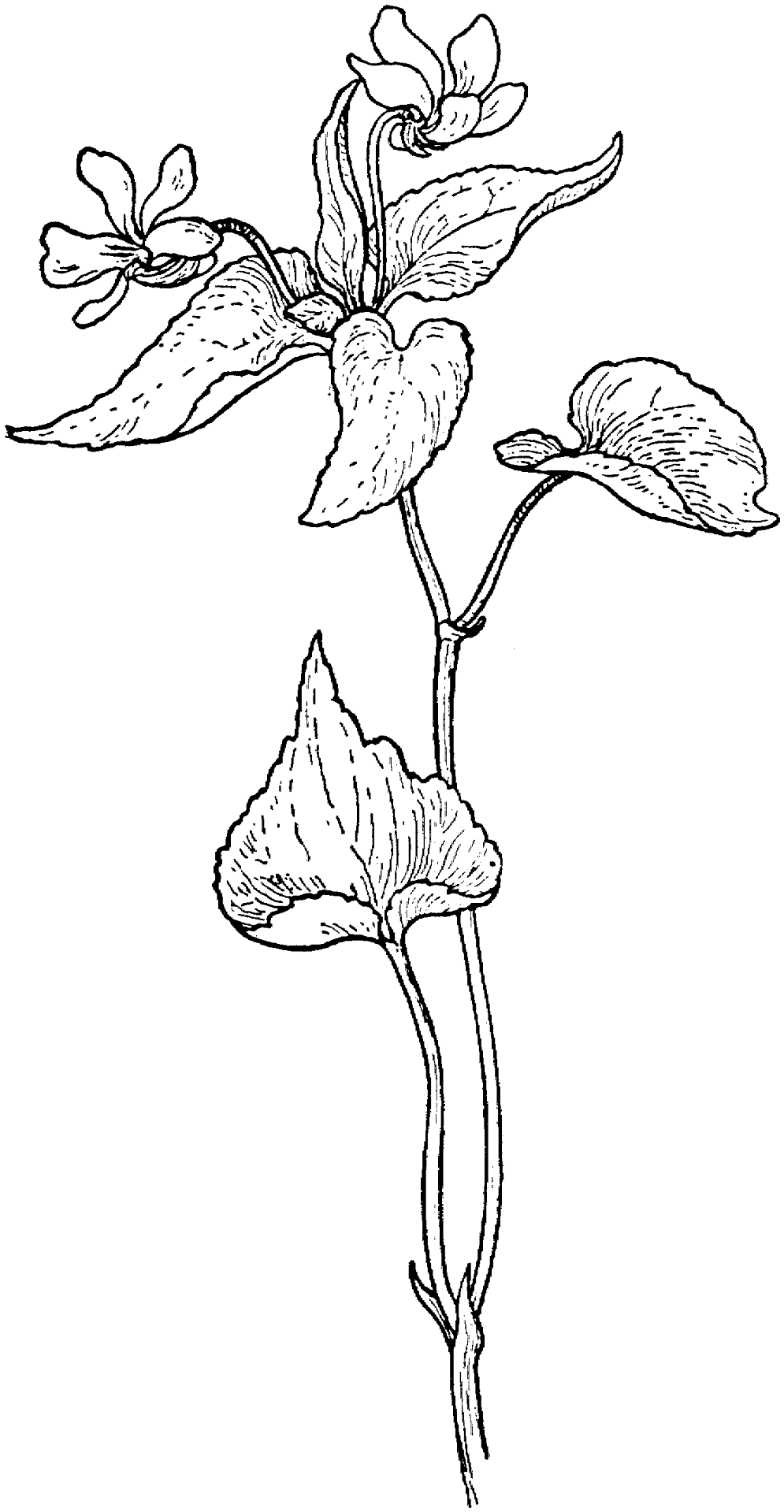Desenho de Geral para colorir