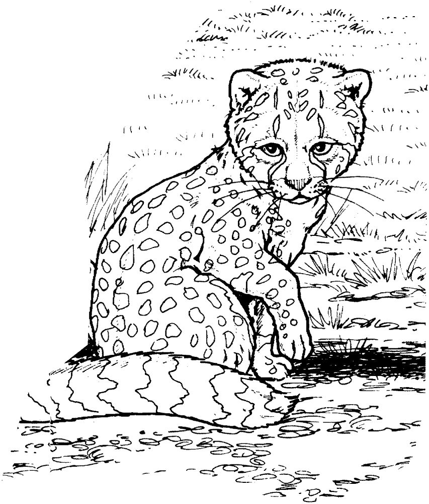 Desenho de Geral para colorir