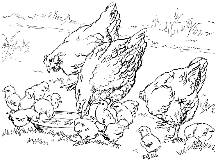 Desenho de Geral para colorir