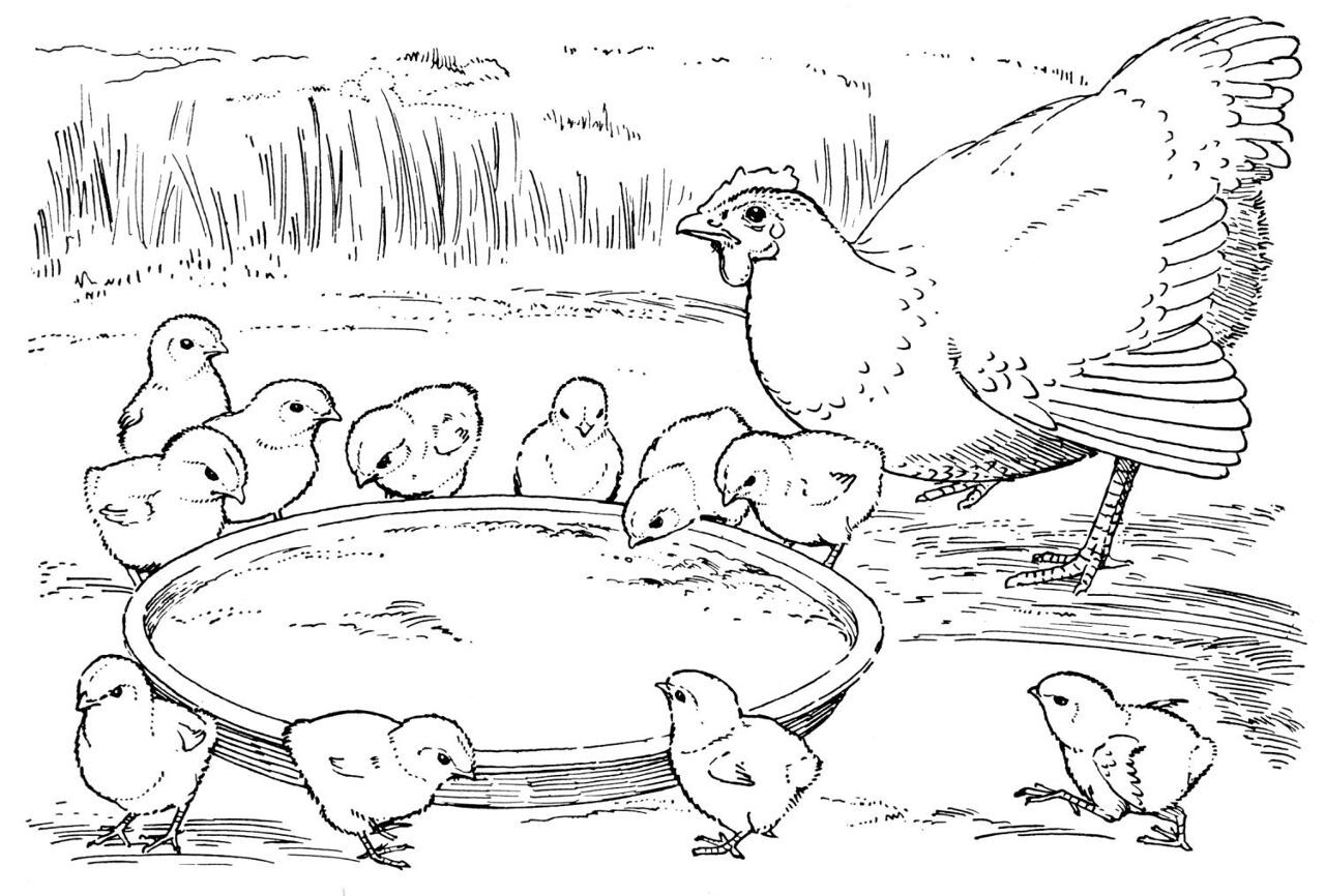 Desenho de Geral para colorir