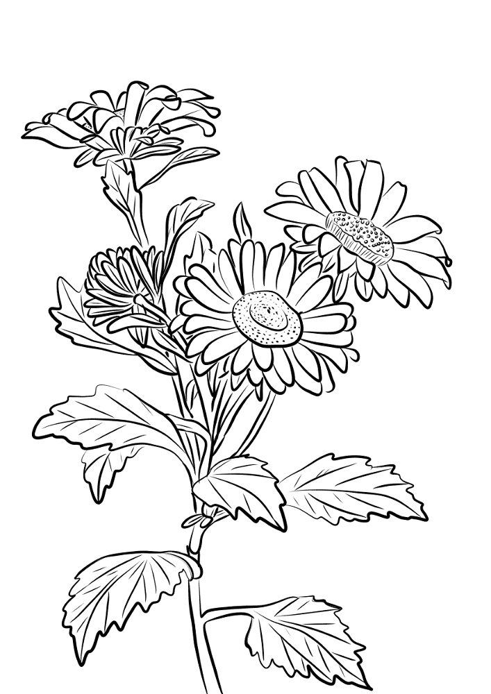 Desenho de Geral para colorir