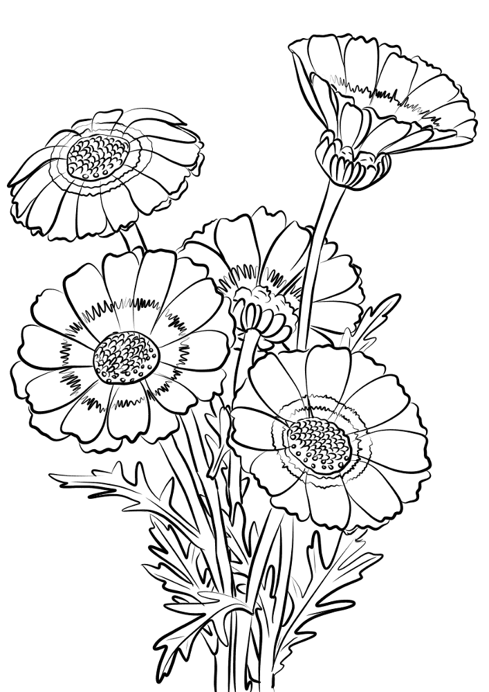 Desenho de Geral para colorir