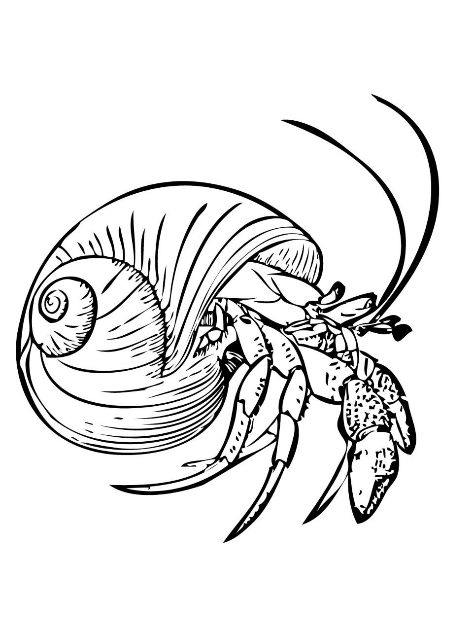 Desenho de Geral para colorir