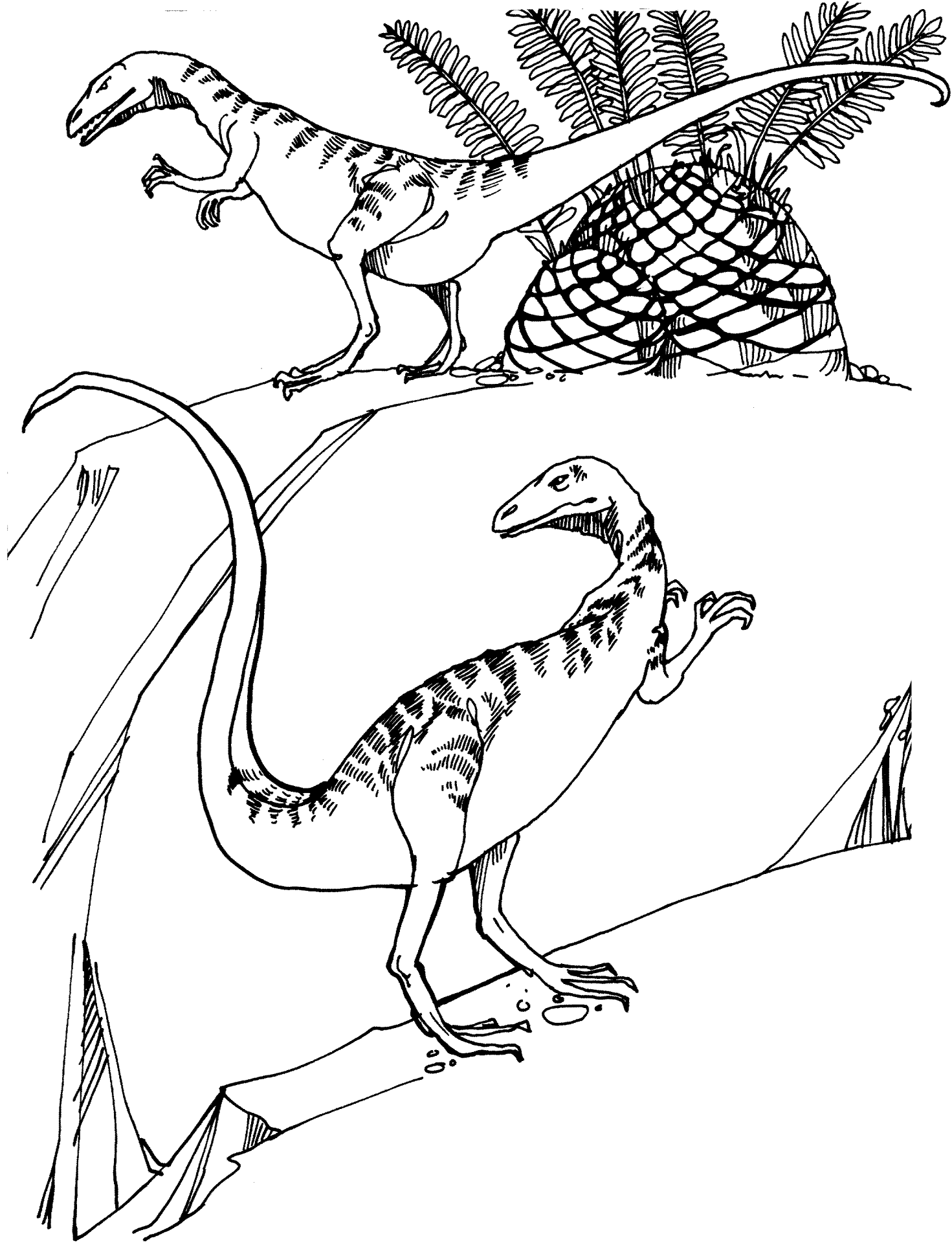 Desenho de Geral para colorir