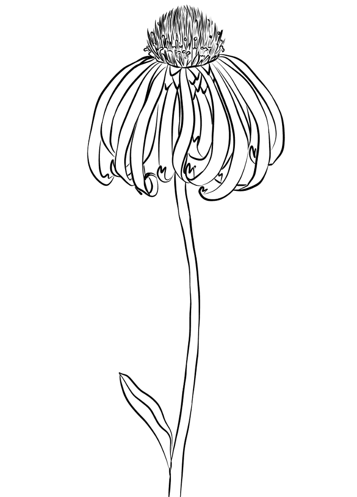 Desenho de Geral para colorir