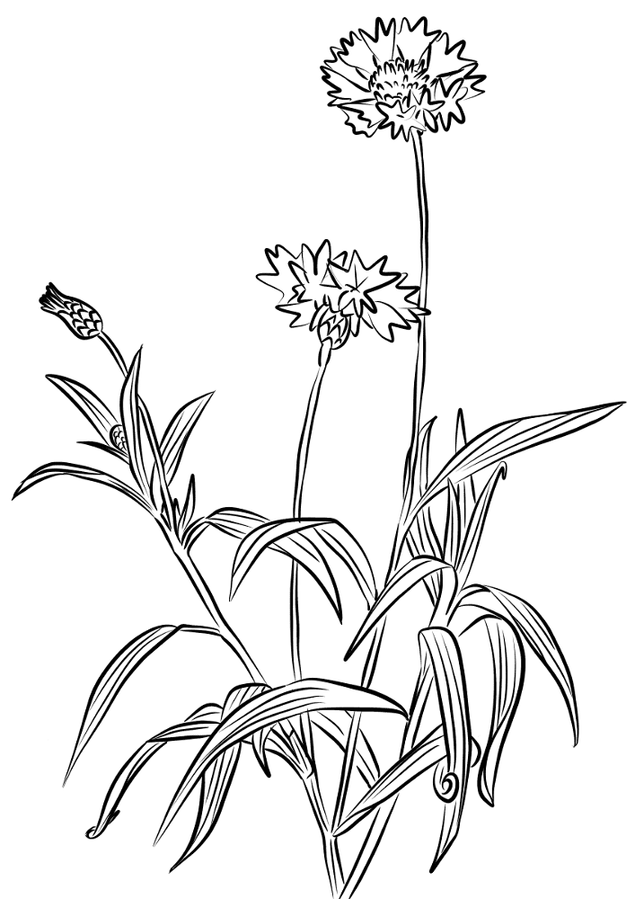 Desenho de Geral para colorir