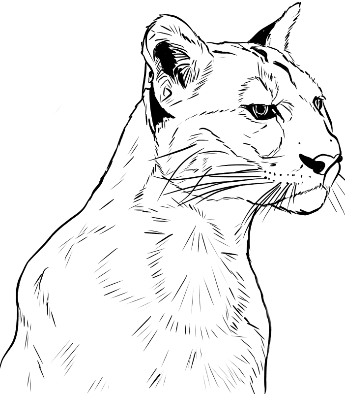 Desenho de Geral para colorir