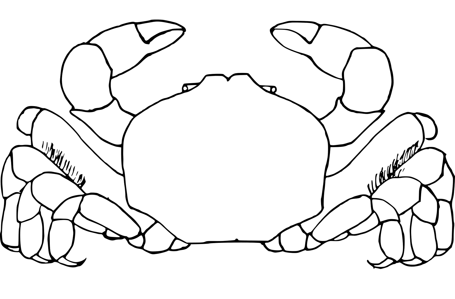 Desenho de Geral para colorir