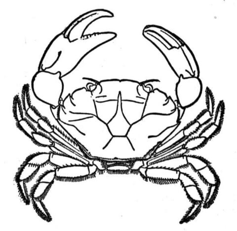 Desenho de Geral para colorir