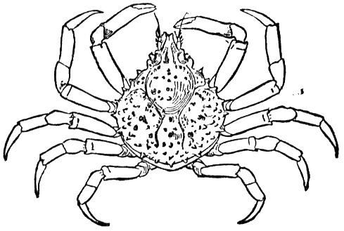 Desenho de Geral para colorir