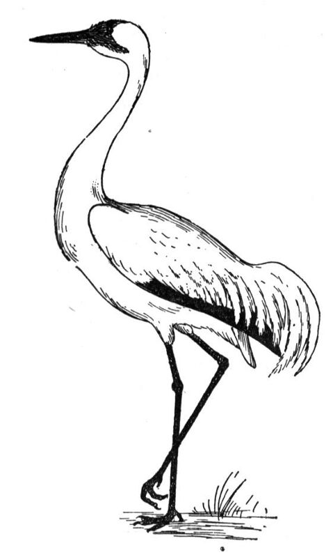 Desenho de Geral para colorir