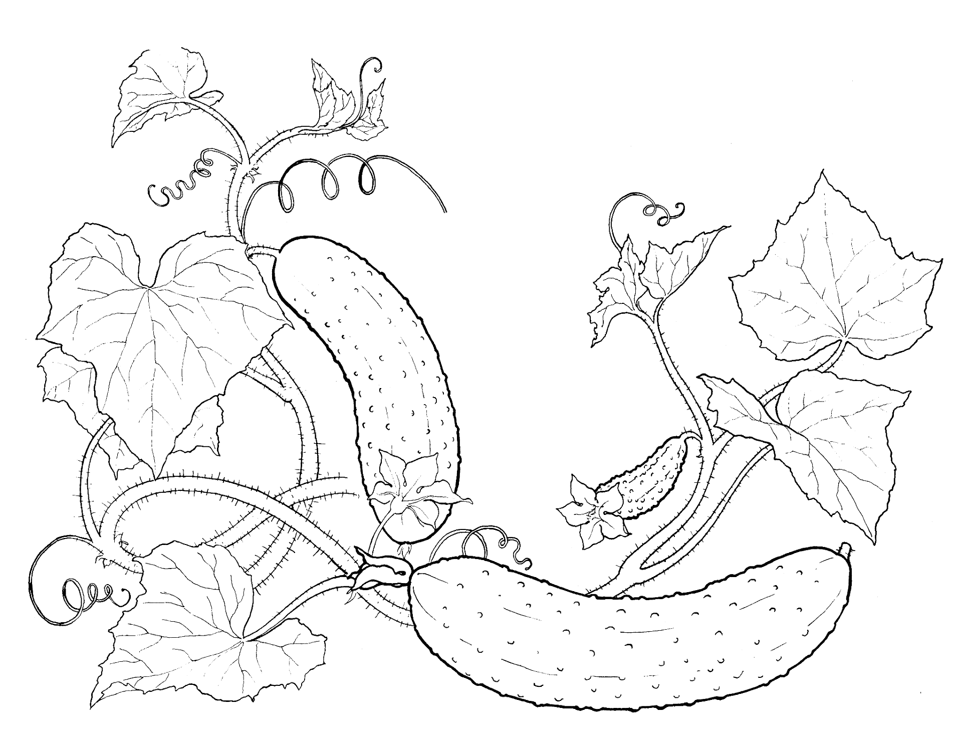Desenho de Geral para colorir