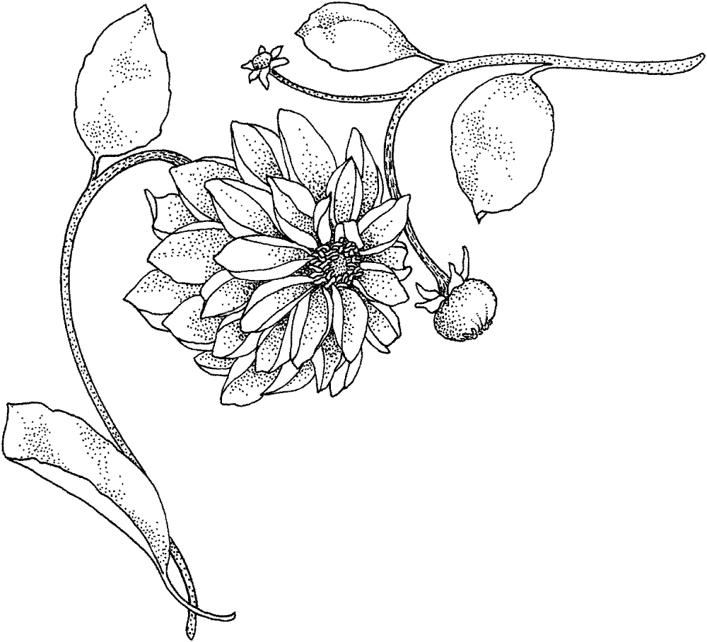 Desenho de Geral para colorir