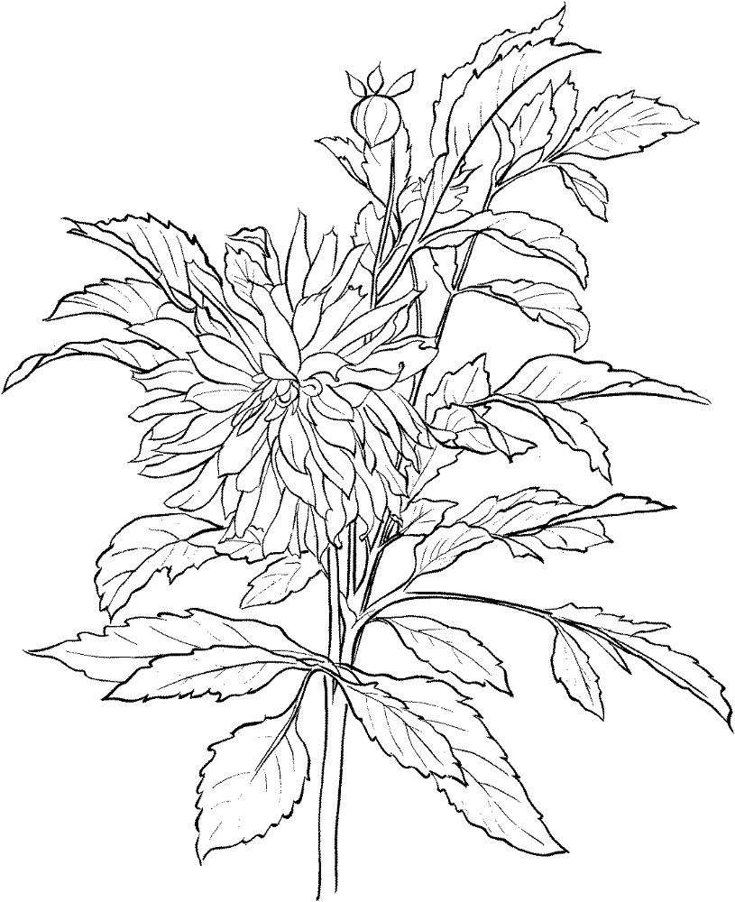 Desenho de Geral para colorir